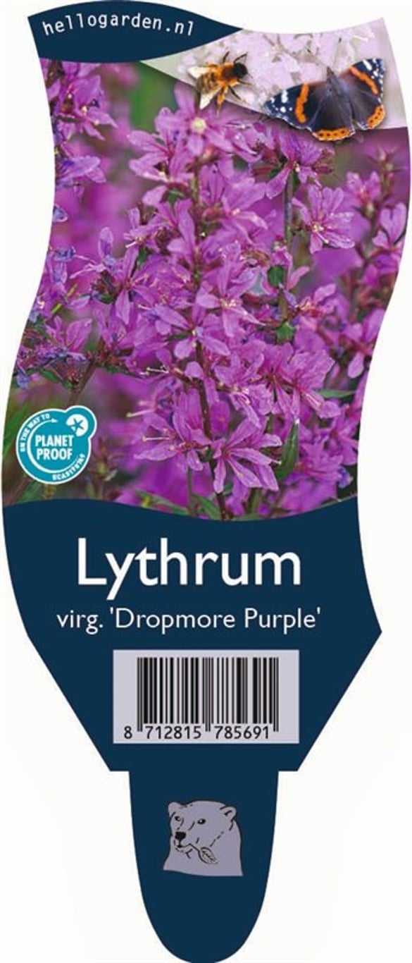 Lythrum virgatum 'Dropmore Purple' - P11